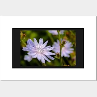 Purple chicory flower Posters and Art